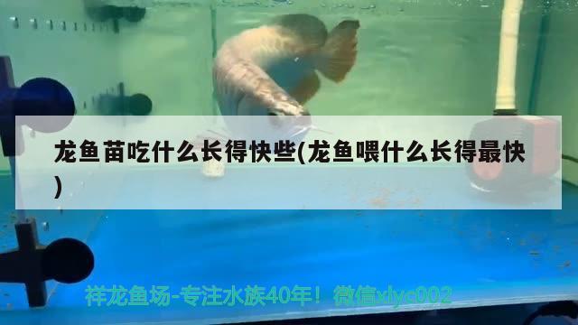 龍魚苗吃什么長得快些(龍魚喂什么長得最快) B級過背金龍魚