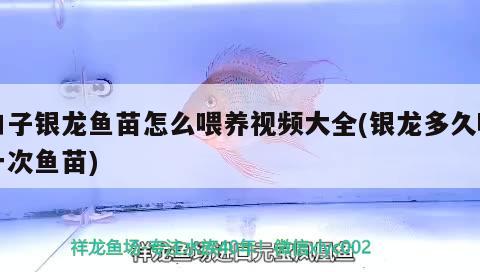 龍魚吃什么可以吃豬肉嗎 魚缸水質(zhì)穩(wěn)定劑 第2張