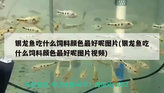 銀龍魚吃什么飼料顏色最好呢圖片(銀龍魚吃什么飼料顏色最好呢圖片視頻) 銀龍魚百科