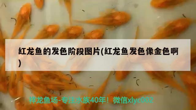 紅龍魚的發(fā)色階段圖片(紅龍魚發(fā)色像金色啊)