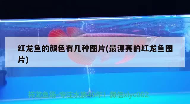 重慶觀賞魚市場有哪些品種（重慶哪里有觀賞魚市場） 帝王三間魚 第2張