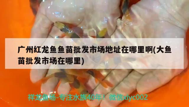 敖漢旗惠州桂梅鮮花店 全國(guó)水族館企業(yè)名錄