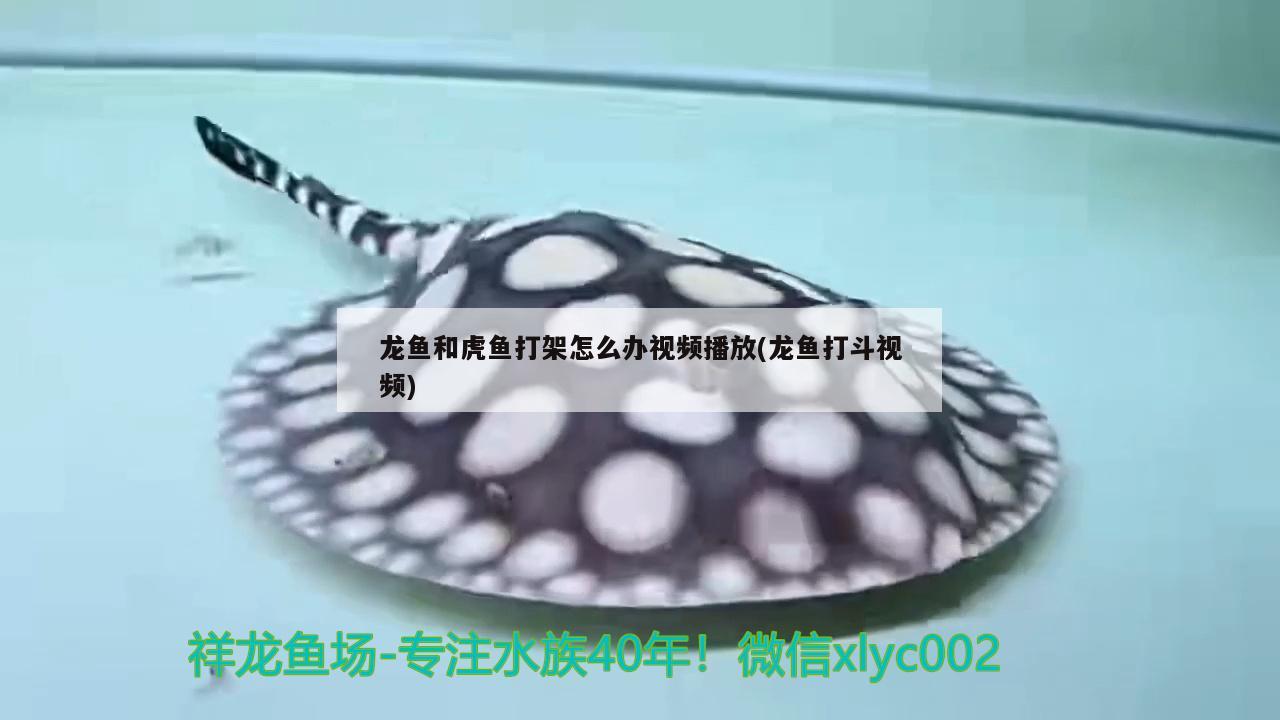 龍魚(yú)和虎魚(yú)打架怎么辦視頻播放(龍魚(yú)打斗視頻)