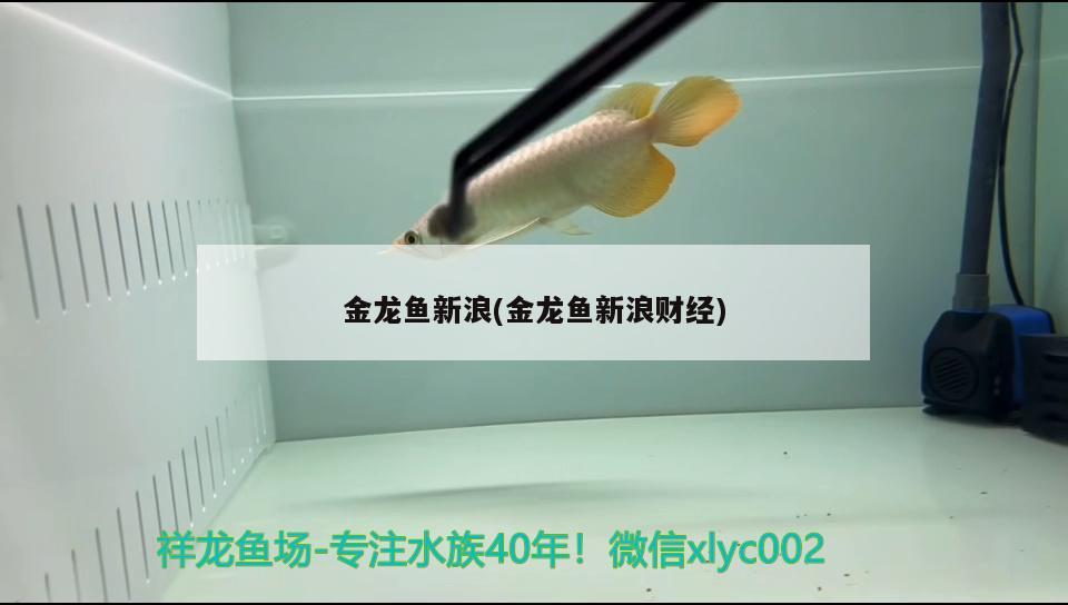 金龍魚新浪(金龍魚新浪財經)