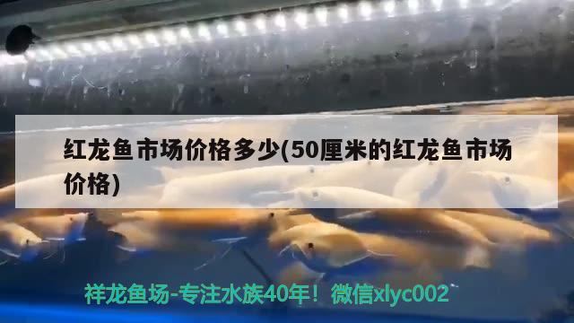 紅龍魚市場價格多少(50厘米的紅龍魚市場價格) 養(yǎng)魚知識