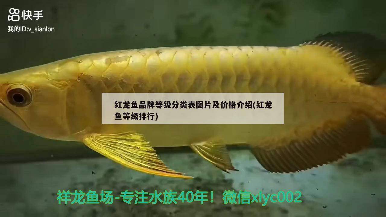 紅龍魚品牌等級(jí)分類表圖片及價(jià)格介紹(紅龍魚等級(jí)排行) 奈及利亞紅圓點(diǎn)狗頭