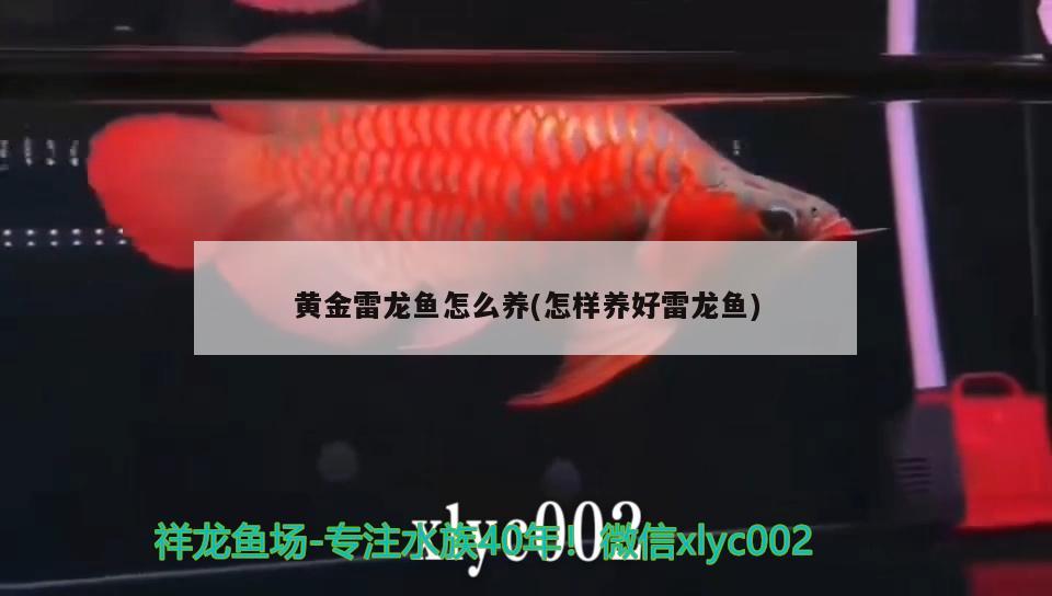 黃金雷龍魚怎么養(yǎng)(怎樣養(yǎng)好雷龍魚)