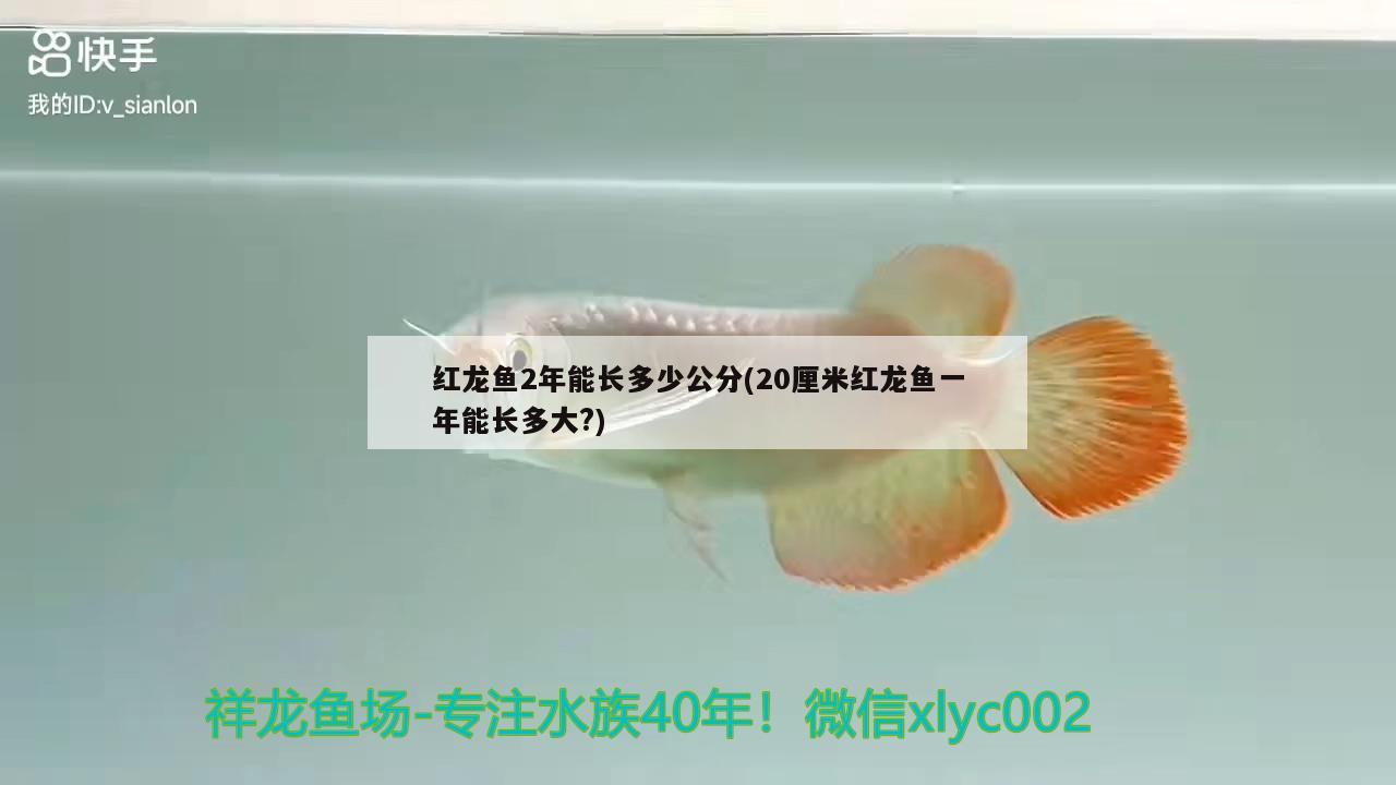 紅龍魚黃燈和白燈區(qū)別圖片的簡單介紹 水族燈（魚缸燈） 第2張