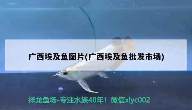 德薩羅漢魚退沙后會變成什么顏色：德薩羅漢魚退沙后會變成什么顏色了