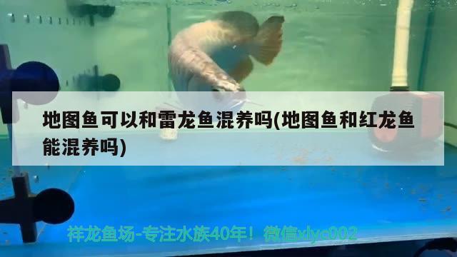 各位大神有知道這條鸚鵡魚得了什么病嗎？ 鸚鵡魚 第3張