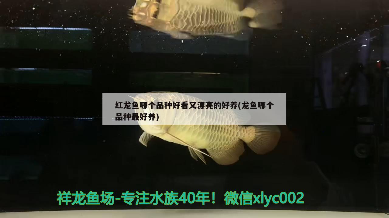 紅龍魚哪個品種好看又漂亮的好養(yǎng)(龍魚哪個品種最好養(yǎng)) 過背金龍魚