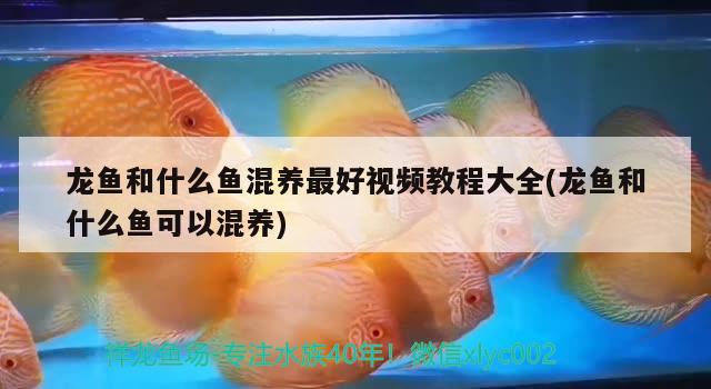 龍魚和什么魚混養(yǎng)最好視頻教程大全(龍魚和什么魚可以混養(yǎng)) 黃金夢幻雷龍魚