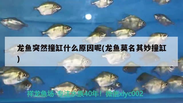 龍魚突然撞缸什么原因呢(龍魚莫名其妙撞缸) 龍魚百科