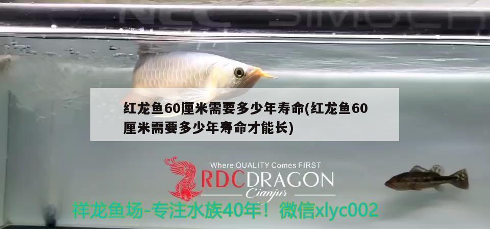 紅龍魚60厘米需要多少年壽命(紅龍魚60厘米需要多少年壽命才能長)