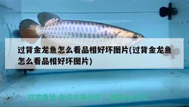 過背金龍魚怎么看品相好壞圖片(過背金龍魚怎么看品相好壞圖片)