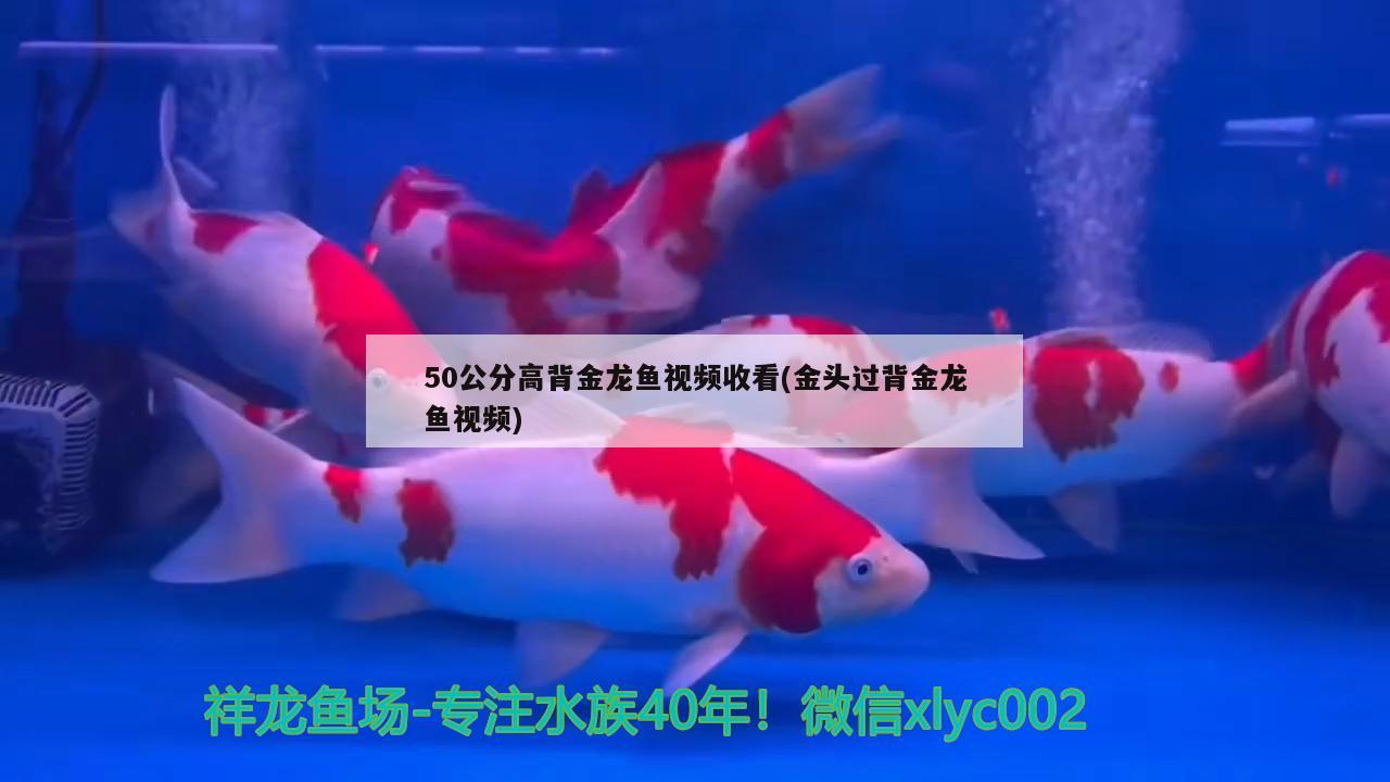 50公分高背金龍魚視頻收看(金頭過背金龍魚視頻) 高背金龍魚