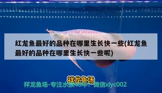 紅龍魚(yú)最好的品種在哪里生長(zhǎng)快一些(紅龍魚(yú)最好的品種在哪里生長(zhǎng)快一些呢) 羽毛刀魚(yú)苗