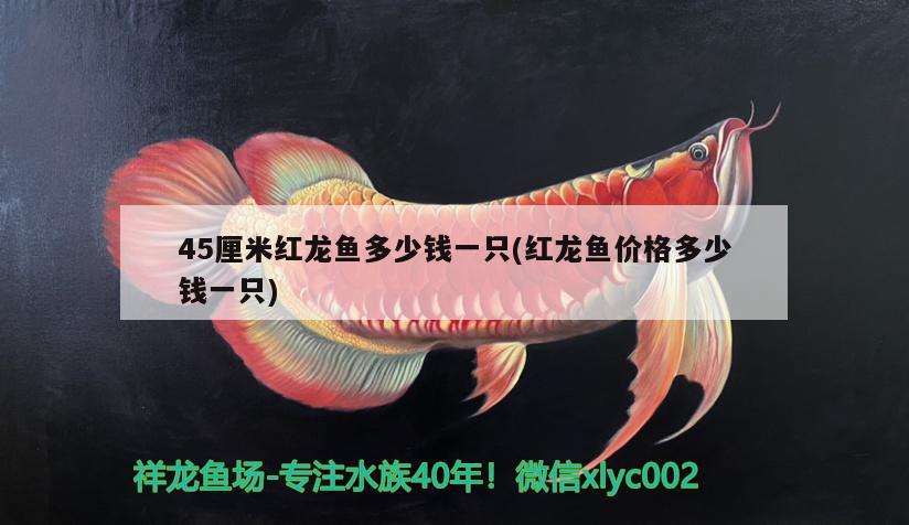 45厘米紅龍魚多少錢一只(紅龍魚價(jià)格多少錢一只)