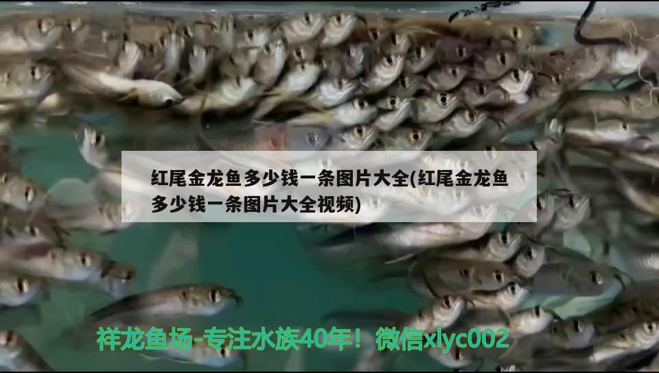 重慶市觀賞魚(yú)市場(chǎng)地址查詢 重慶哪里可以喂魚(yú)