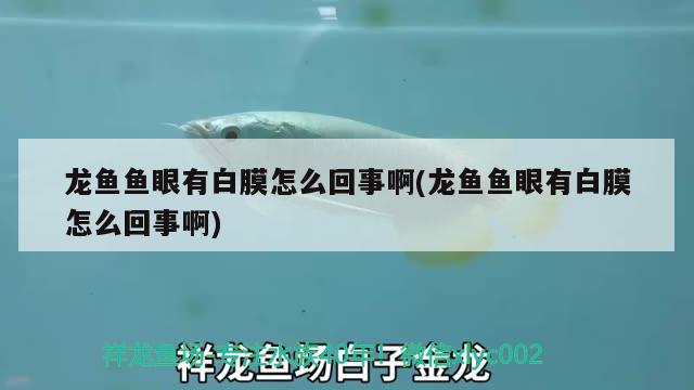 龍魚魚眼有白膜怎么回事啊(龍魚魚眼有白膜怎么回事啊) 白化火箭魚