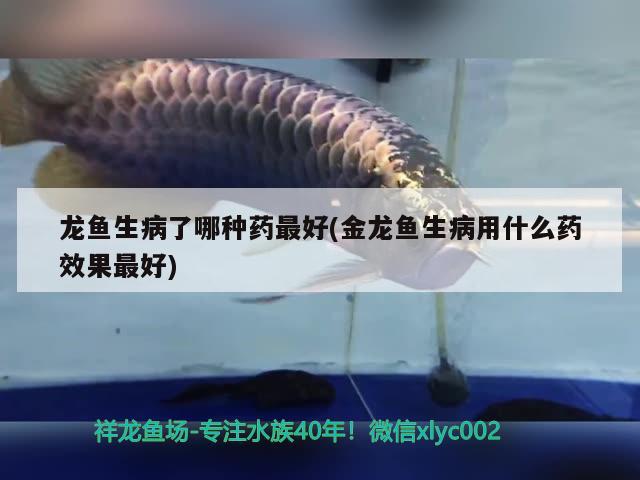 龍魚生病了哪種藥最好(金龍魚生病用什么藥效果最好)