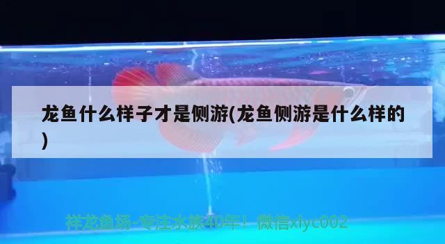 龍魚什么樣子才是側游(龍魚側游是什么樣的)