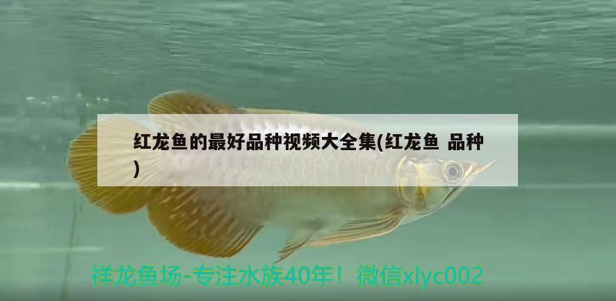 紅龍魚(yú)的最好品種視頻大全集(紅龍魚(yú)品種)