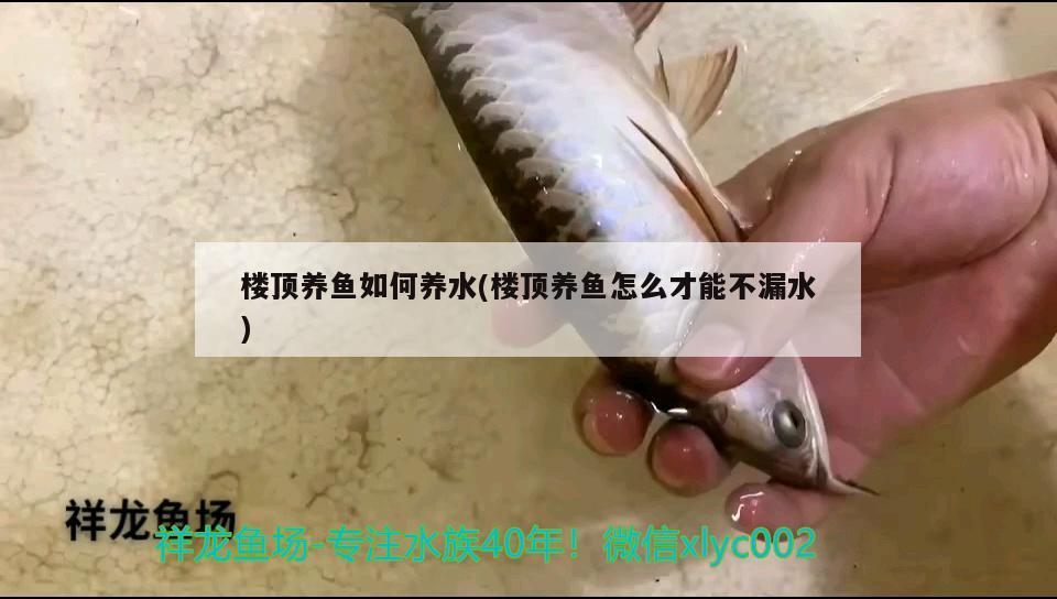 樓頂養(yǎng)魚如何養(yǎng)水(樓頂養(yǎng)魚怎么才能不漏水)