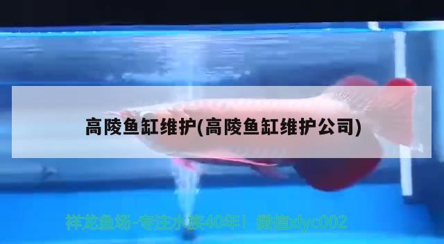 高陵魚缸維護(高陵魚缸維護公司) 斑馬狗頭魚