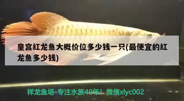 皇宮紅龍魚大概價(jià)位多少錢一只(最便宜的紅龍魚多少錢) 高背金龍魚