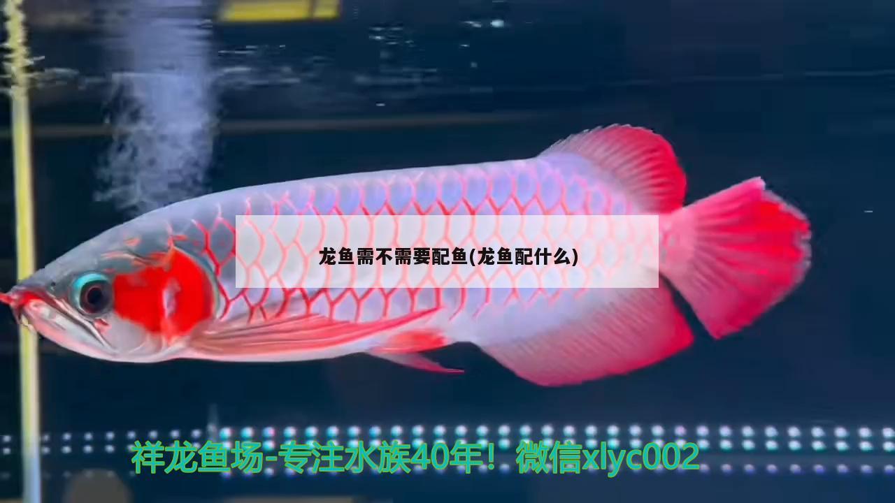 龍魚(yú)需不需要配魚(yú)(龍魚(yú)配什么)