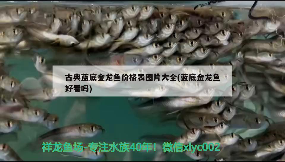 古典藍底金龍魚價格表圖片大全(藍底金龍魚好看嗎) 紅眼黃化幽靈火箭魚|皇家火箭魚