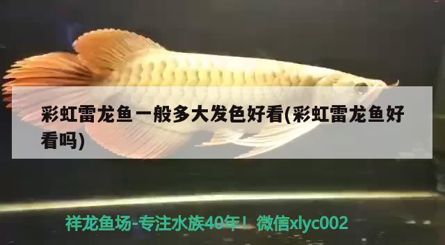 彩虹雷龍魚一般多大發(fā)色好看(彩虹雷龍魚好看嗎)