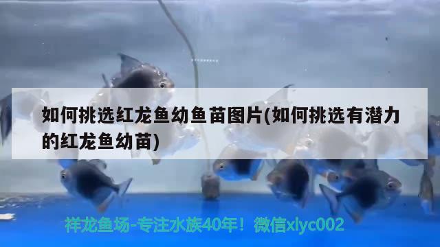 如何挑選紅龍魚幼魚苗圖片(如何挑選有潛力的紅龍魚幼苗) 恐龍王魚