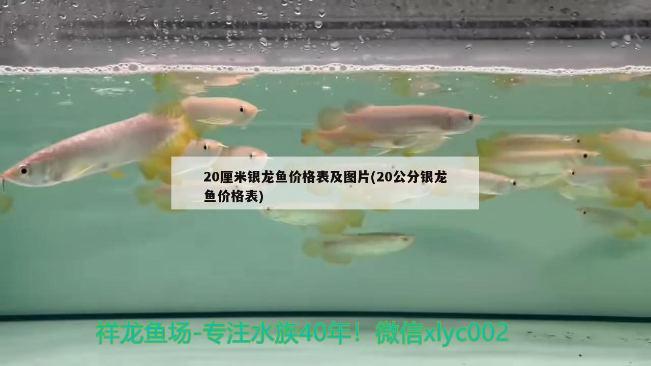 活體金龍魚視頻教程(活體金龍魚視頻教程全集)