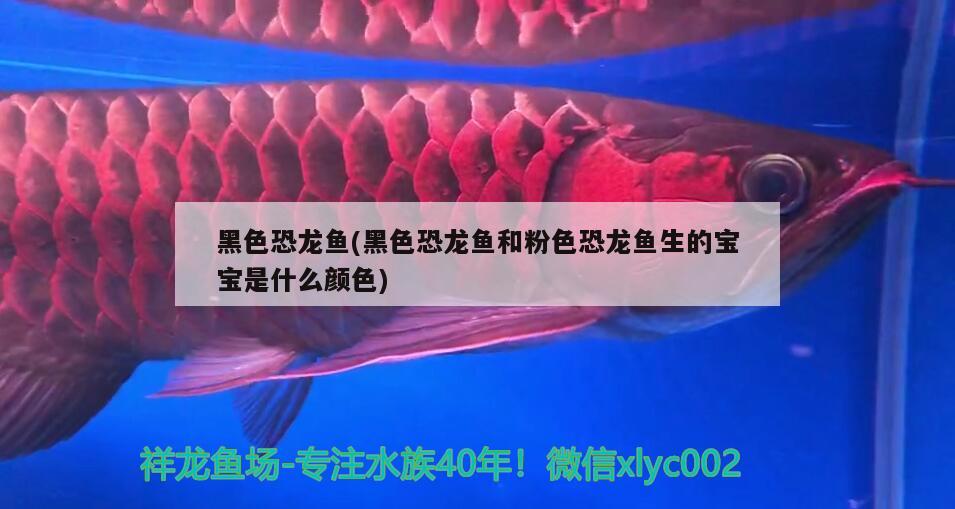 黑色恐龍魚(黑色恐龍魚和粉色恐龍魚生的寶寶是什么顏色)