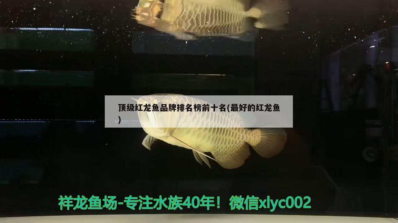 逃逸出來(lái)一只 魚缸水質(zhì)穩(wěn)定劑 第1張