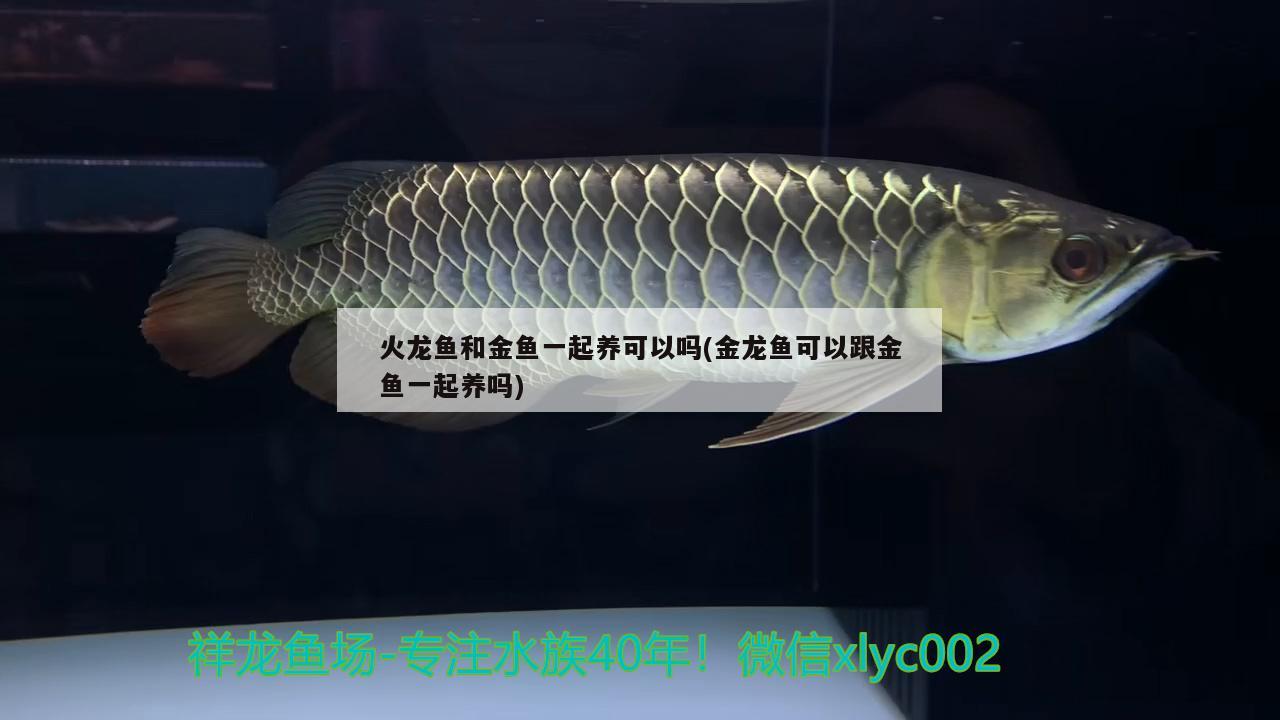 火龍魚(yú)和金魚(yú)一起養(yǎng)可以嗎(金龍魚(yú)可以跟金魚(yú)一起養(yǎng)嗎) 星點(diǎn)金龍魚(yú)