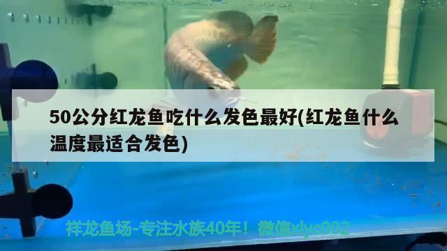 50公分紅龍魚吃什么發(fā)色最好(紅龍魚什么溫度最適合發(fā)色)