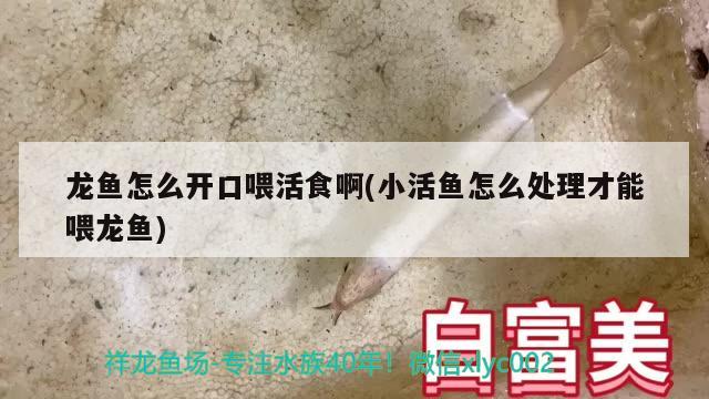 火龍魚能和錦鯉混養(yǎng)嗎怎么養(yǎng)活(火龍魚可以和錦鯉一起養(yǎng)嗎)