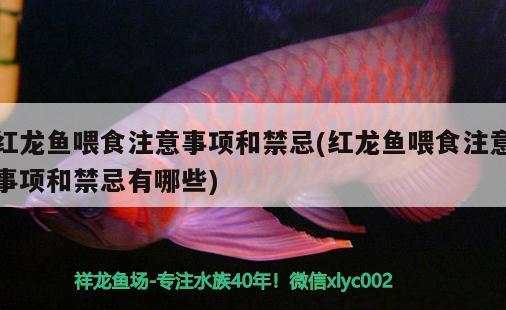 紅龍魚(yú)喂食注意事項(xiàng)和禁忌(紅龍魚(yú)喂食注意事項(xiàng)和禁忌有哪些)