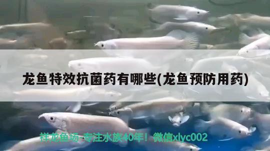 龍魚特效抗菌藥有哪些(龍魚預(yù)防用藥) 廣州觀賞魚批發(fā)市場(chǎng)