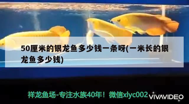 50厘米的銀龍魚多少錢一條呀(一米長的銀龍魚多少錢) 銀龍魚