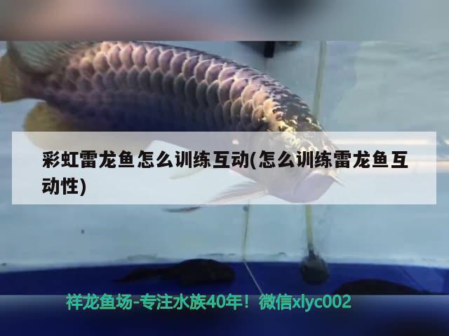 彩虹雷龍魚怎么訓練互動(怎么訓練雷龍魚互動性)