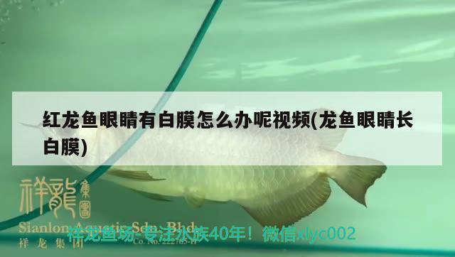 紅龍魚眼睛有白膜怎么辦呢視頻(龍魚眼睛長白膜) 鸚鵡魚