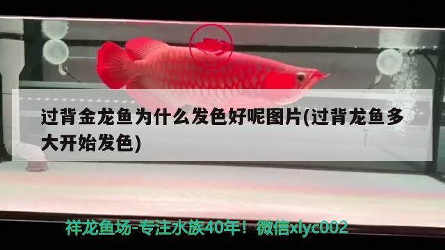 過(guò)背金龍魚(yú)為什么發(fā)色好呢圖片(過(guò)背龍魚(yú)多大開(kāi)始發(fā)色)