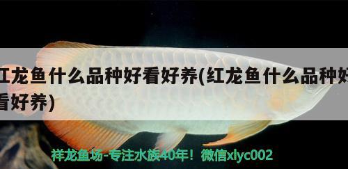 給你放高了安徽魚友圈 帝王血鉆魚 第2張