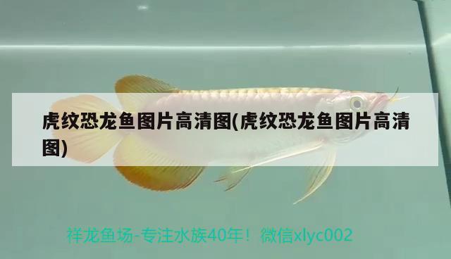 紅龍魚溫度低了會咋樣(紅龍魚溫度) 野彩魚