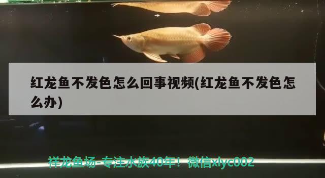 金龍魚混養(yǎng)魚最佳搭配圖片欣賞視頻：金龍魚的混養(yǎng) 龍魚百科 第2張