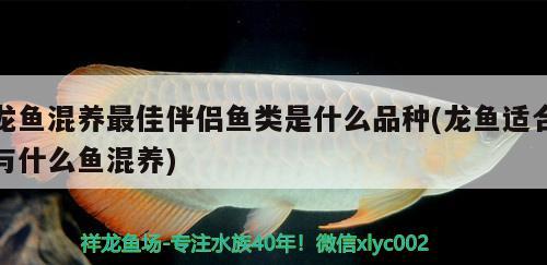 龍魚混養(yǎng)最佳伴侶魚類是什么品種(龍魚適合與什么魚混養(yǎng)) 麥肯斯銀版魚